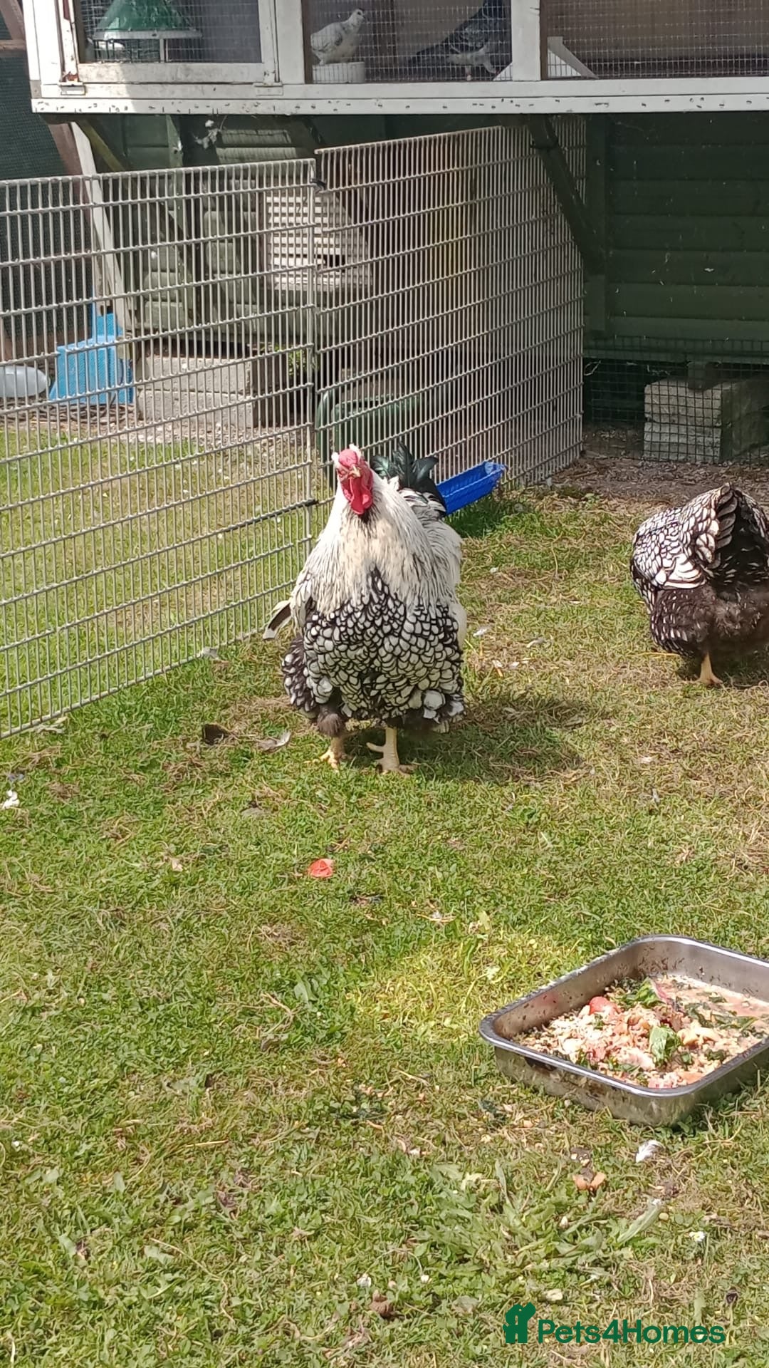 Chickens poultry for sale: Wyandotte pulleys  - Image 1