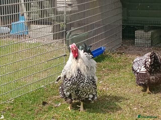 Chickens poultry - Advert 1