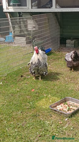 Chickens poultry - Advert 2