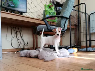 Jack Russell dogs READY for new home!🤎🐶Jack Russell Puppies✨ - Advert 6