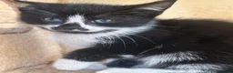 Mixed Breed cats for sale: Kittens  - Advert 11