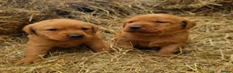 Labrador Retriever dogs for sale: Stunning Fox red labrador puppies READY NOW - Advert 3