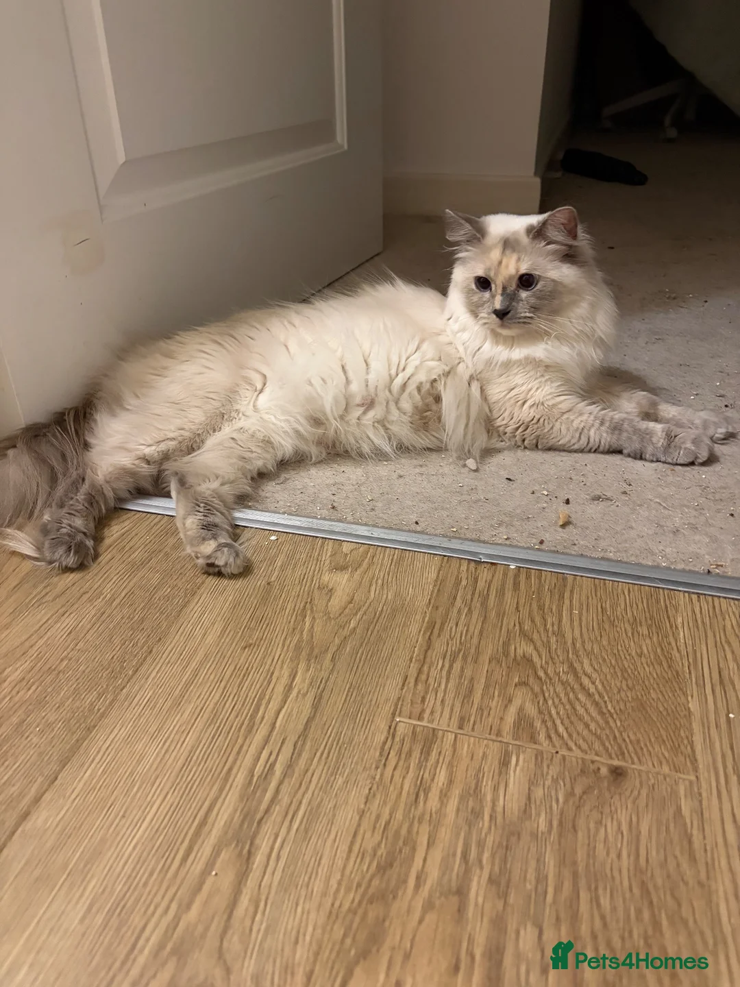Ragdoll cats for sale: Cute ragdoll girls ready for their new home - Advert 2