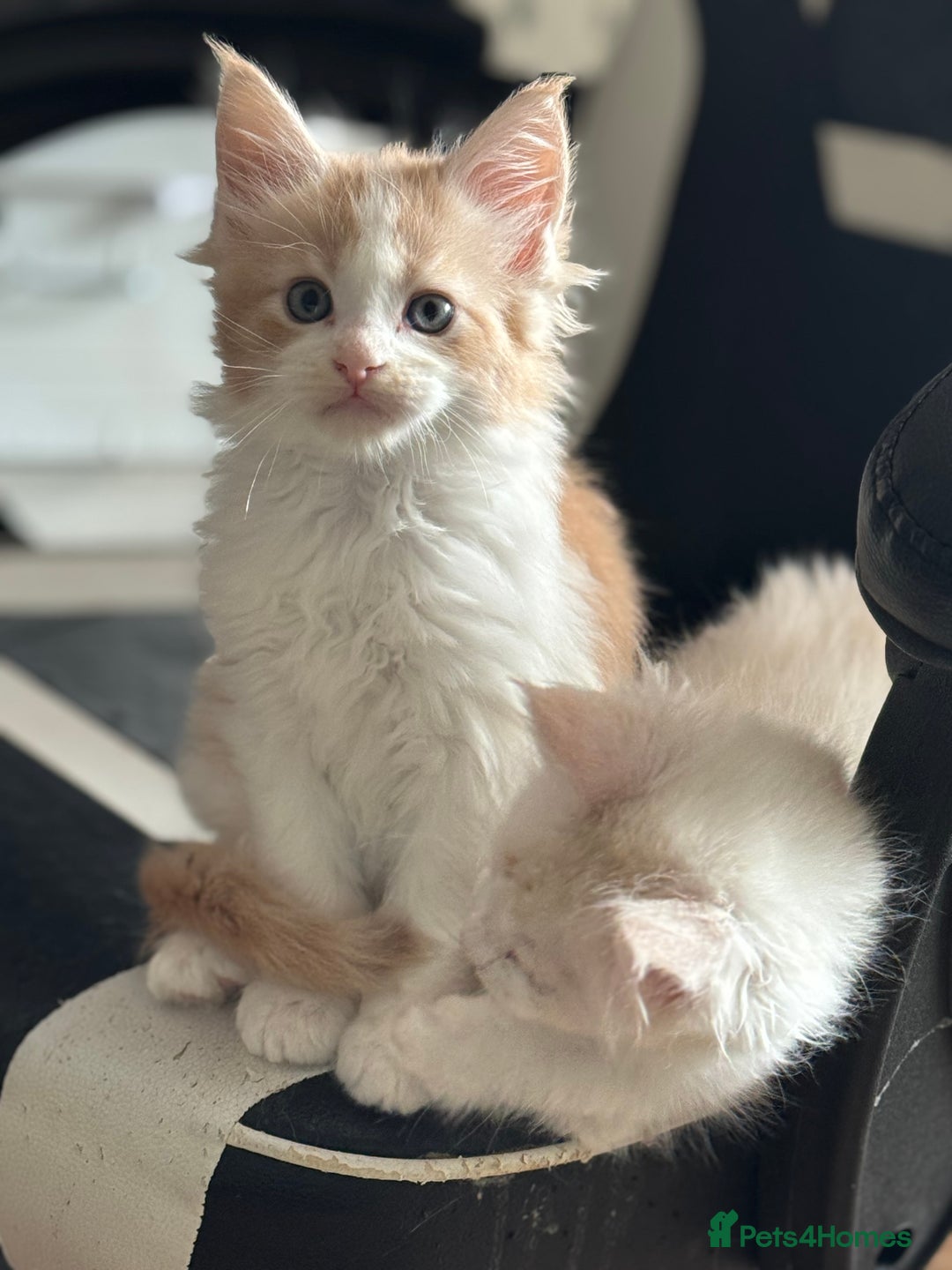 Maine Coon cats for sale: Beautiful pedigree Maine Coon silver Shaded male - Image 4