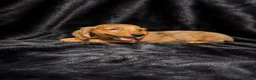 Miniature Dachshund dogs for sale: Adorable miniature dachshund puppies  - Advert 7