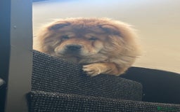 Chow Chow dogs for sale: Chow chow for sale  - Image 4