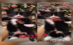 Mixed Breed cats for sale: Beautiful kittens 🐾 - Image 28