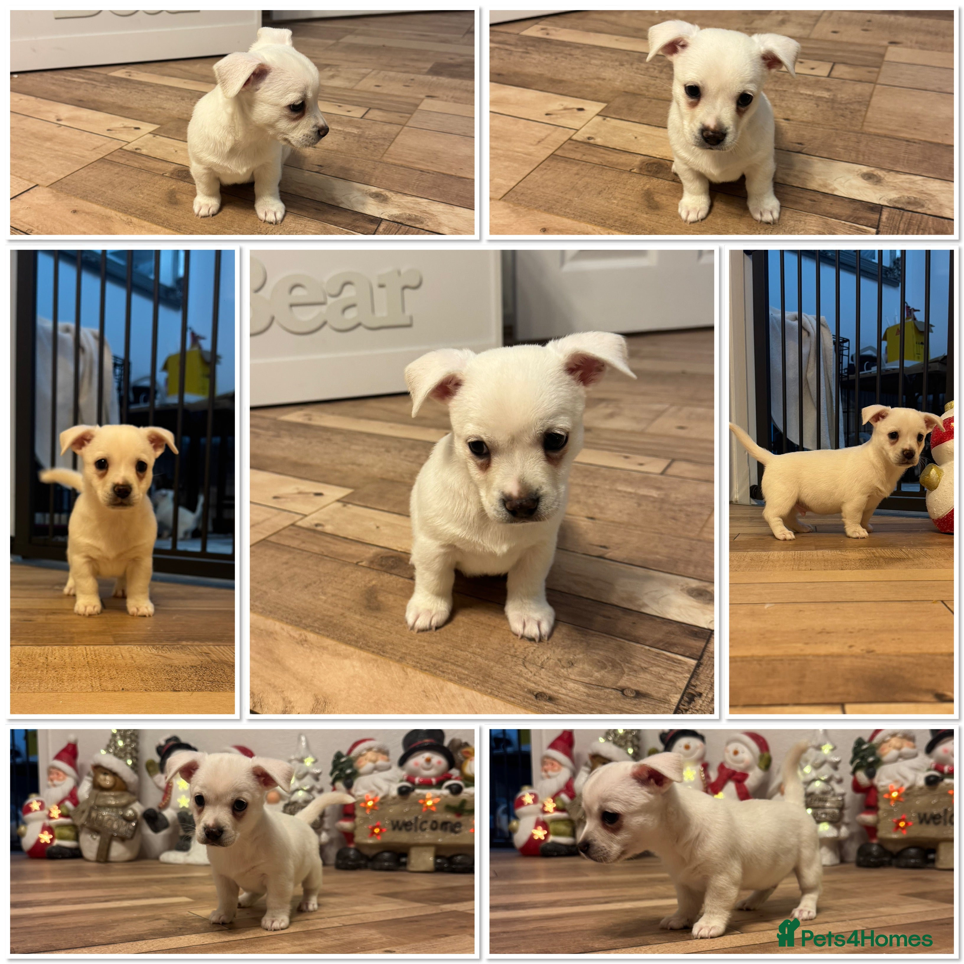 Mixed Breed dogs 3/4 chihuahua puppies  - Advert 1