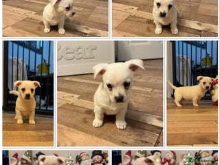 Mixed Breed dogs 3/4 chihuahua puppies - Advert 1