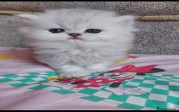 Persian cats for sale: Italian Persian chinchilla kittens♥️🐾 - Image 18