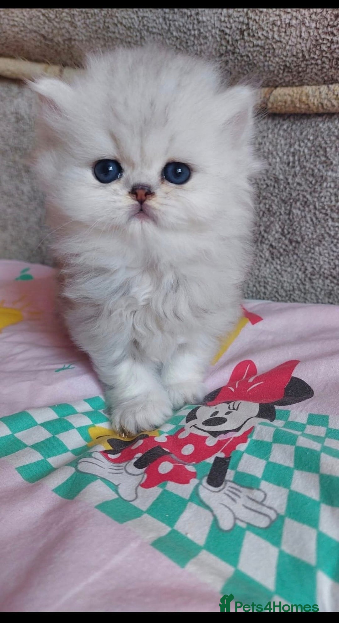 Persian cats for sale: Italian Persian chinchilla kittens♥️🐾 - Image 18