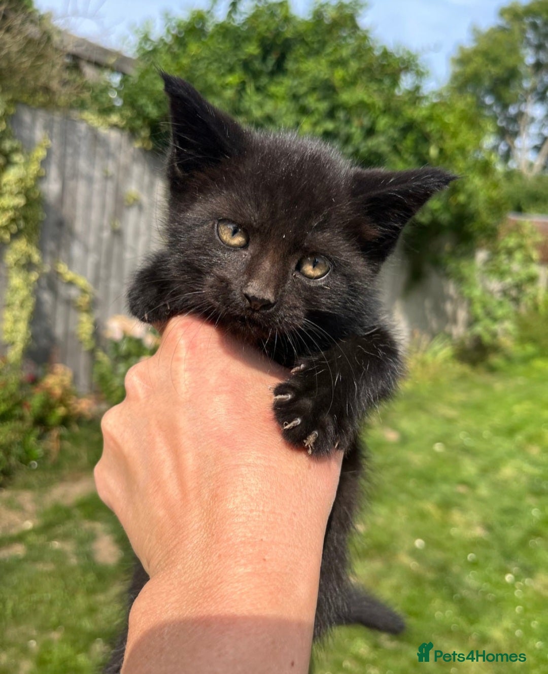 Domestic Shorthair cats for sale: Male kittens  - Image 4
