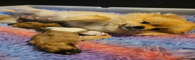 Pomeranian Puppy 1