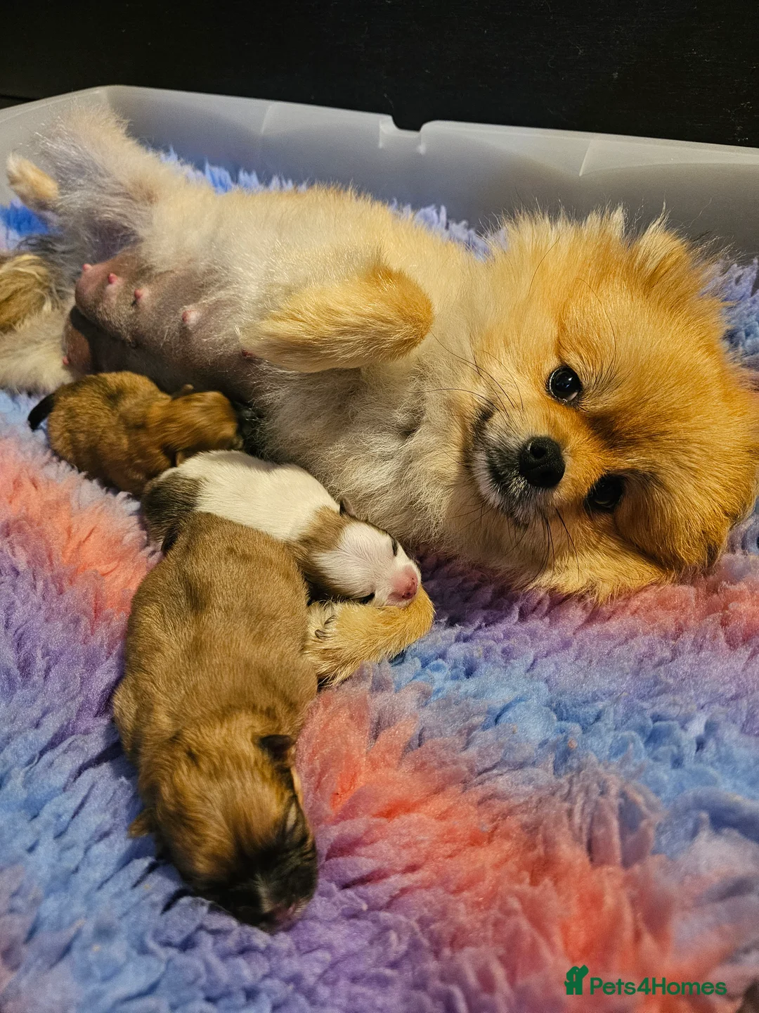 Pomeranian dogs for sale: 1 Pomeranian Puppy  - Advert 12