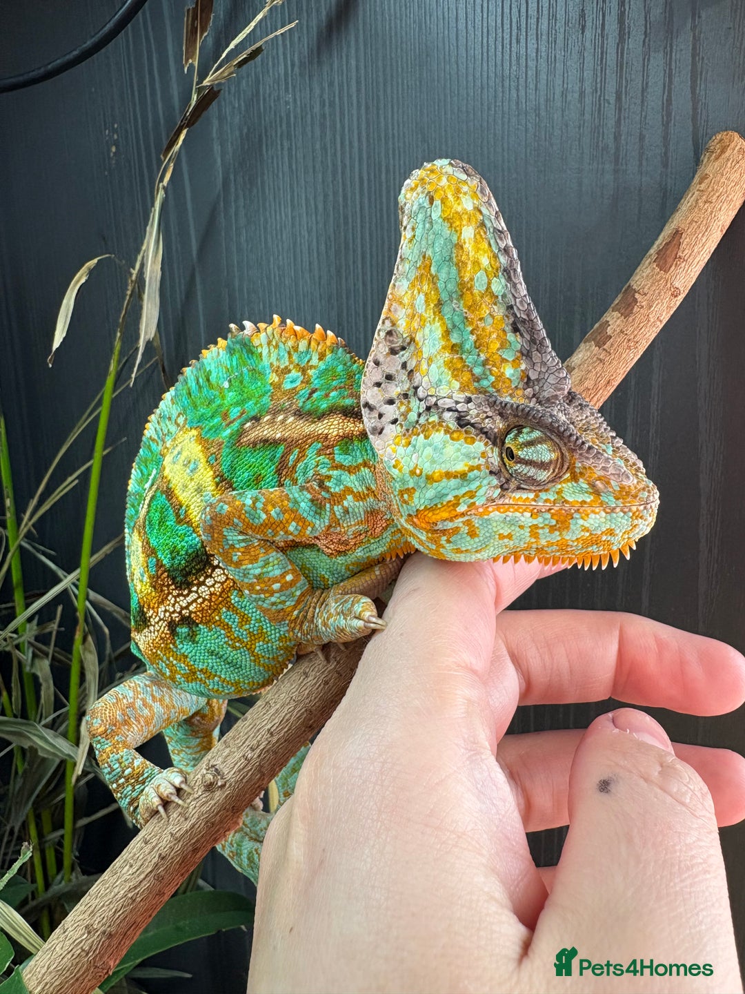 Chameleon reptiles for sale: 🦎 Baby veiled chameleons 🦎  - Image 7