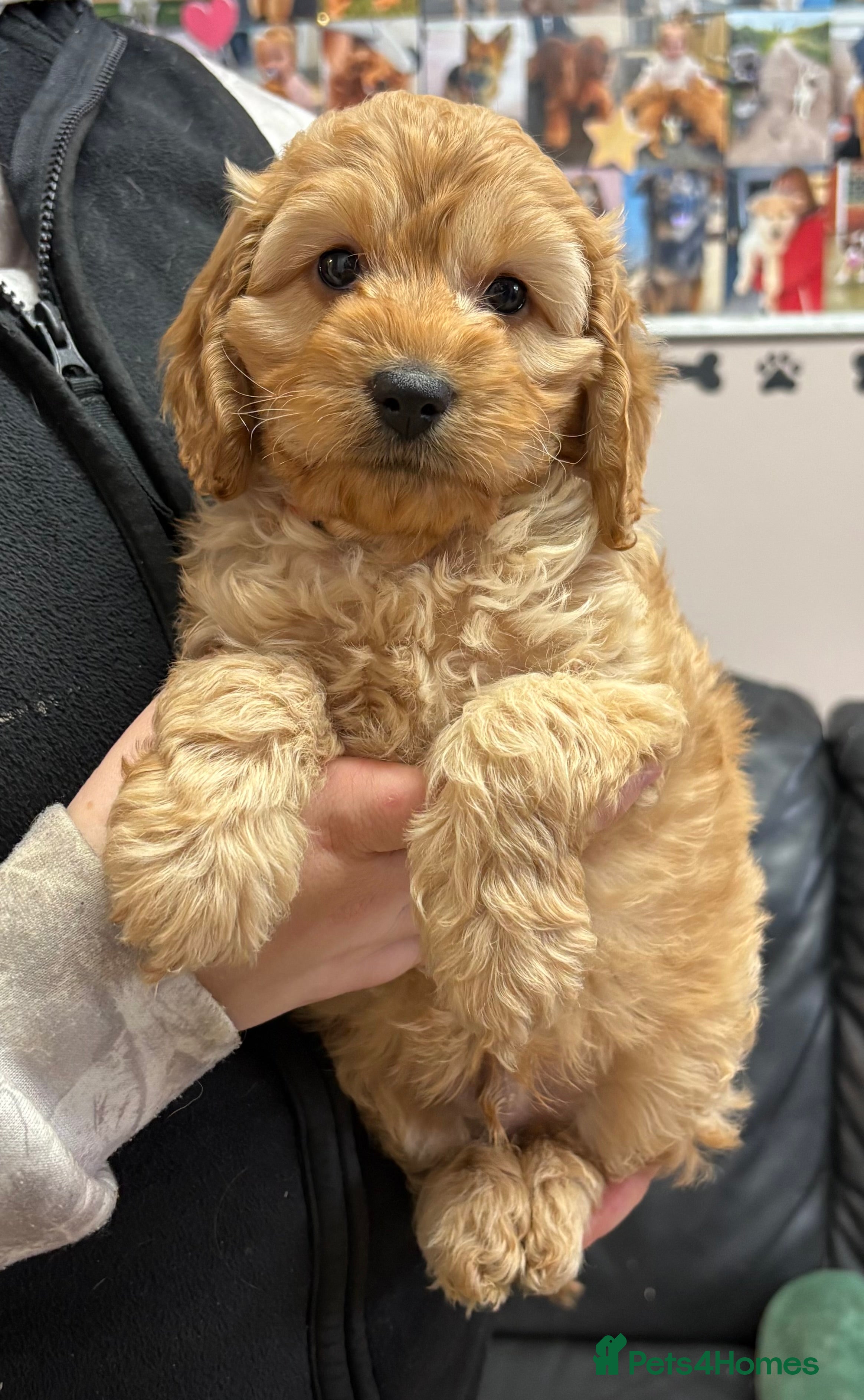 Cockapoo dogs Outstanding Miniature F1B Cockapoo Male Puppies - Advert 7