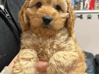 Cockapoo dogs Outstanding Miniature F1B Cockapoo Male Puppies - Advert 7