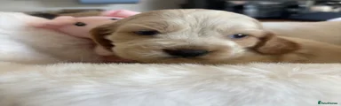 Cocker Spaniel 4