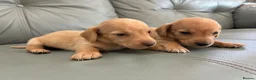 Miniature Dachshund dogs for sale: 🏆💙💖 KC REG 5 STAR BREEDER💙💖🏆CREAM - Advert 10