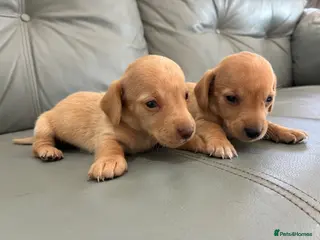 Miniature Dachshund dogs 🏆💙💖 KC REG 5 STAR BREEDER💙💖🏆CREAM - Advert 18