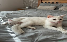 Turkish Angora cats for sale: Cat and kitten  - Image 4