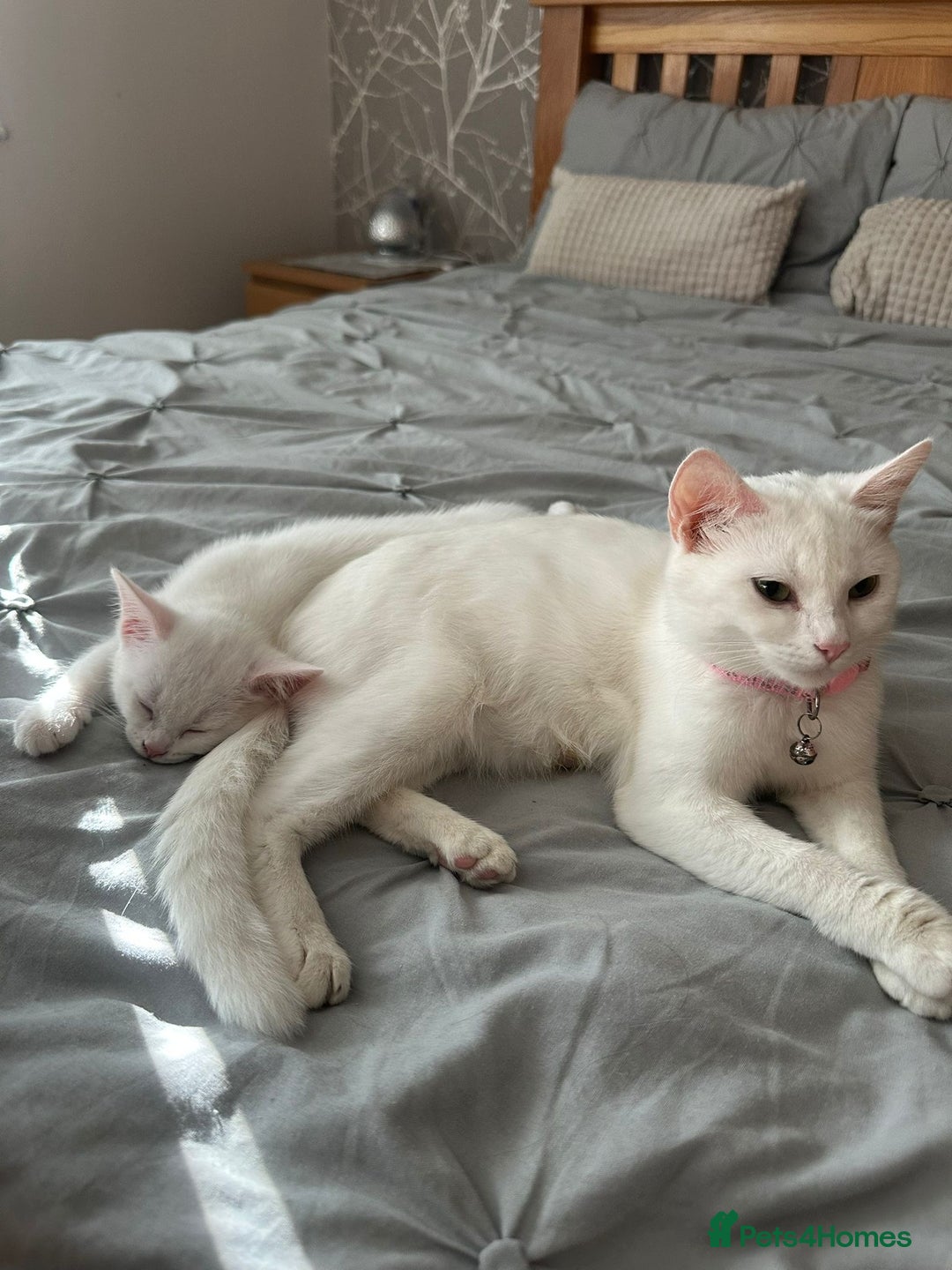 Turkish Angora cats for sale: Cat and kitten  - Image 4
