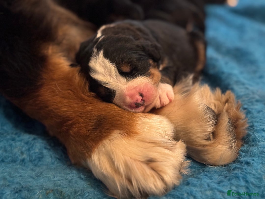 Bernese Mountain Dog dogs for sale: KC Registered Bernese Mountain Dog Puppies - Advert 4
