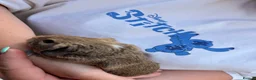 Guinea Pig rodents for sale: Last 4 left, next litter ready to leave 13th july - Advert 6