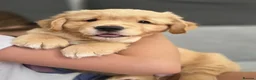 Golden Retriever dogs for sale: Golden retrievers pure breed. - Advert 20