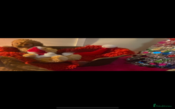 Cavapoo dogs for sale: F1 cavapoo puppys girls and boys  - Advert 8