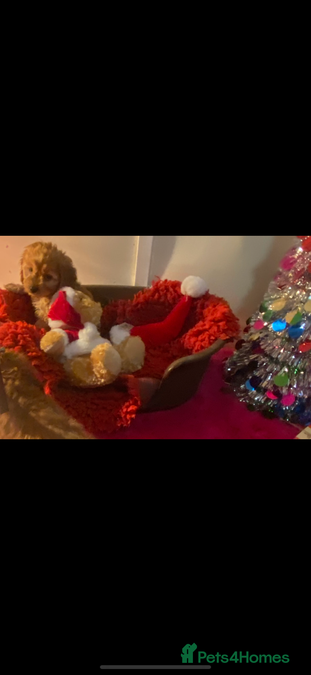 Cavapoo dogs for sale: F1 cavapoo puppys girls and boys  - Advert 8