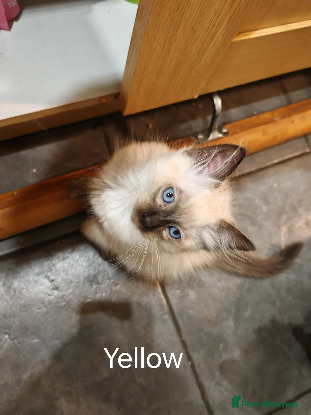 Ragdoll cats for sale: 3 beautiful Ragdoll boys ready forr new homes - Advert 17