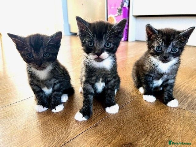 Mixed Breed cats 9 Adorable Kittens Ready to leave for loving home - Advert 2