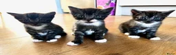 Mixed Breed cats for sale: 9 Adorable Kittens Ready to leave for loving home - Advert 1