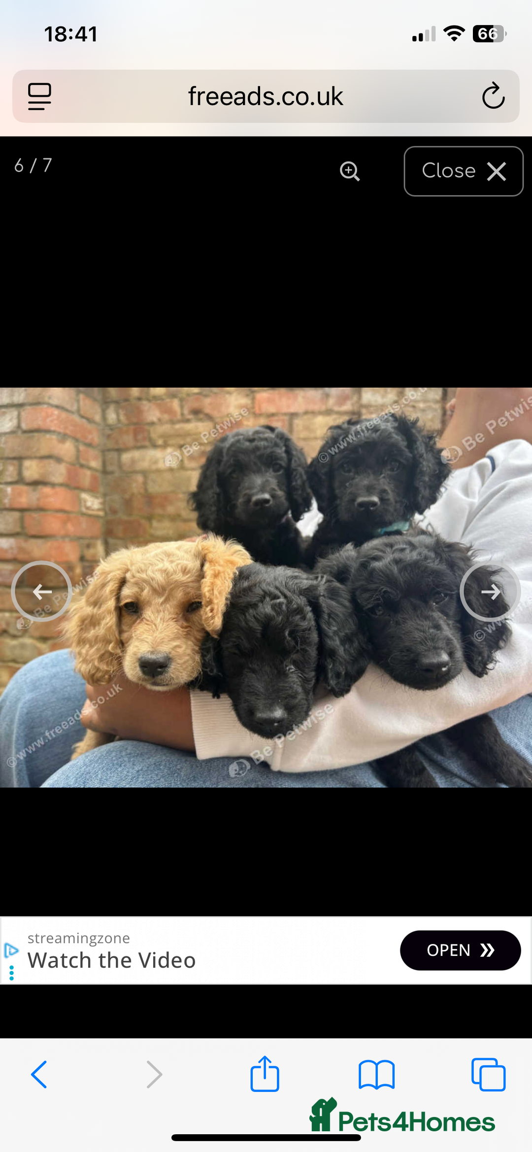 Cocker Spaniel dogs for sale: Beautiful boy cockerspaniel  - Advert 5