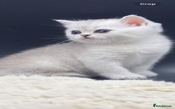 Scottish Fold cats for sale: Beautiful Blue-Eyes Scottish Girl Kittens - Image 5