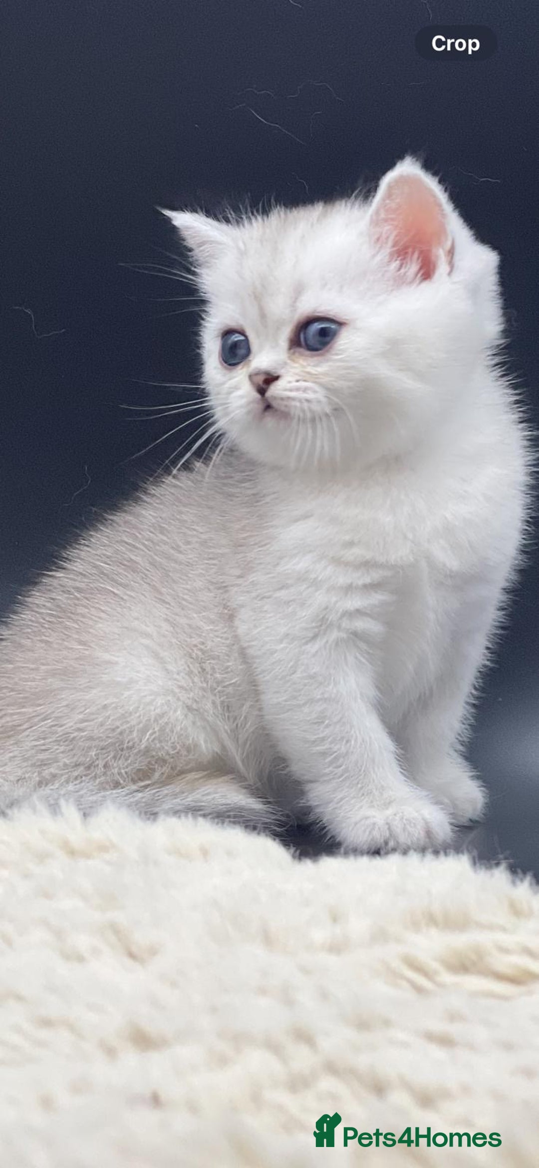 Scottish Fold cats for sale: Beautiful Blue-Eyes Scottish Girl Kittens - Image 5