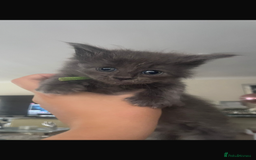 Ragdoll cats for sale: Half Ragdoll / maincoon kittens for sale  - Image 8