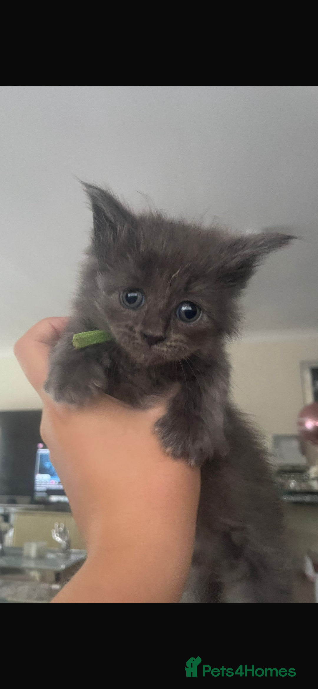 Ragdoll cats for sale: Half Ragdoll / maincoon kittens for sale  - Image 8