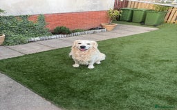 Golden Retriever dogs for stud: Zeus  - Advert 1