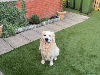 Golden Retriever dogs Zeus - Advert 1