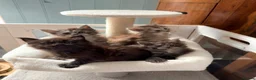 Maine Coon cats for sale: Beautiful high smoked and smoked kittens for sale  - Advert 21