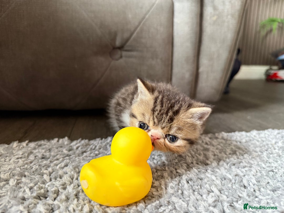 Exotic cats for sale: 4 beautiful exotic shorthair girls  - Image 6