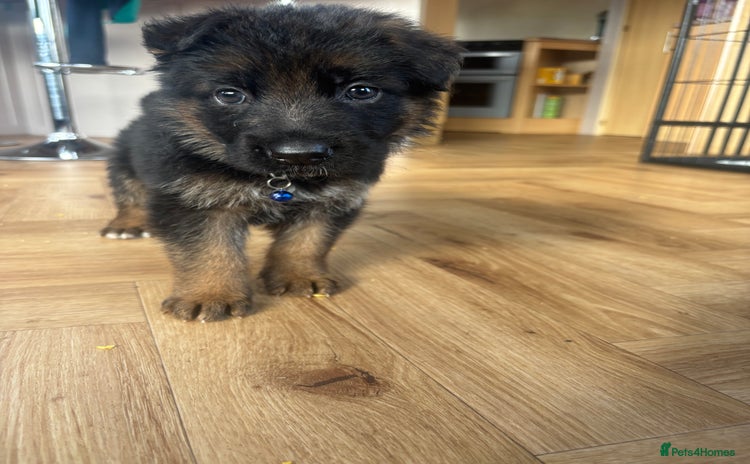 German Shepherd dogs - Advert 9