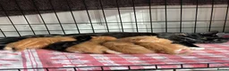 Mixed Breed cats for sale: Ready to go 4 ginger boy 1 tabby girl - Advert 1