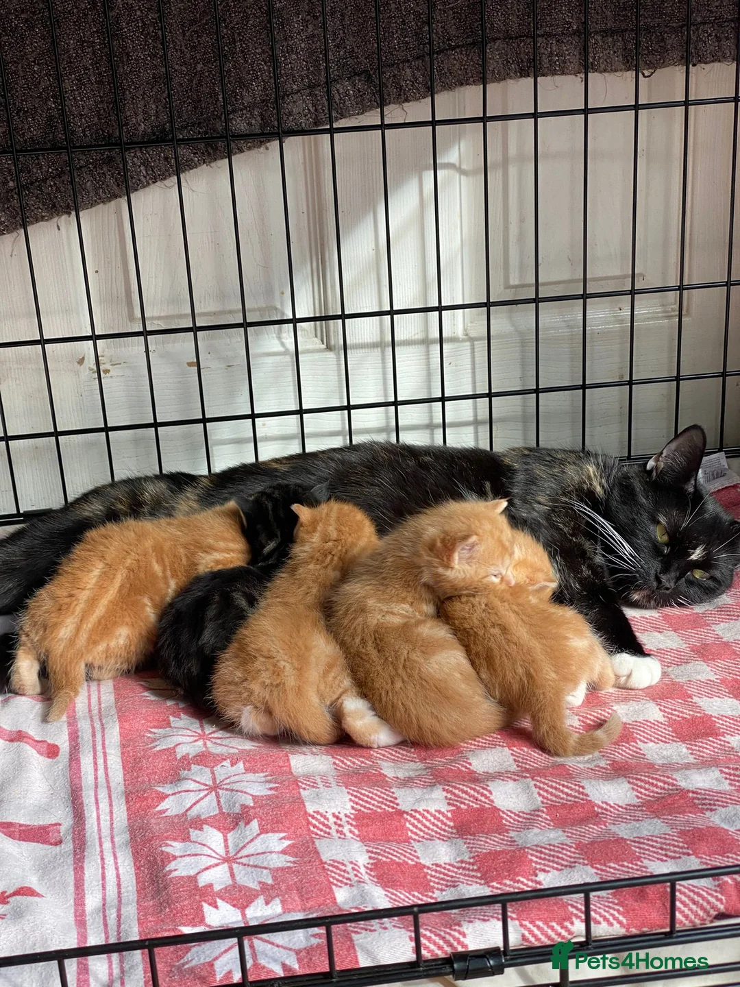 Mixed Breed cats for sale: Ready to go 4 ginger boy 1 tabby girl - Advert 1