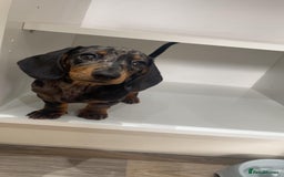 Miniature Dachshund dogs for sale: Miniature Dachshunds - due October, ready December in Durham - Image 4