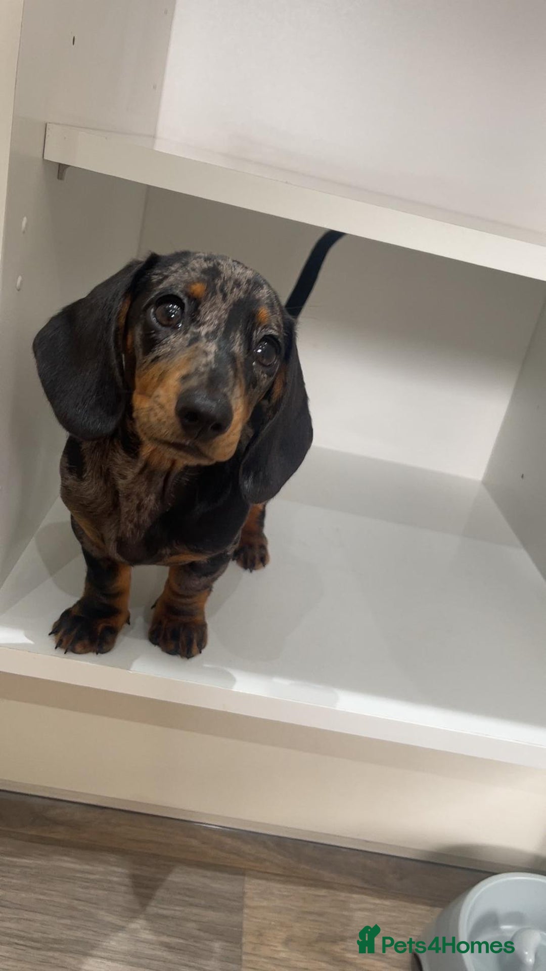 Miniature Dachshund dogs for sale: Miniature Dachshunds - due October, ready December in Durham - Image 4