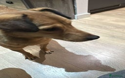 Mixed Breed dogs for adoption: Fajitas for adoption - Advert 4