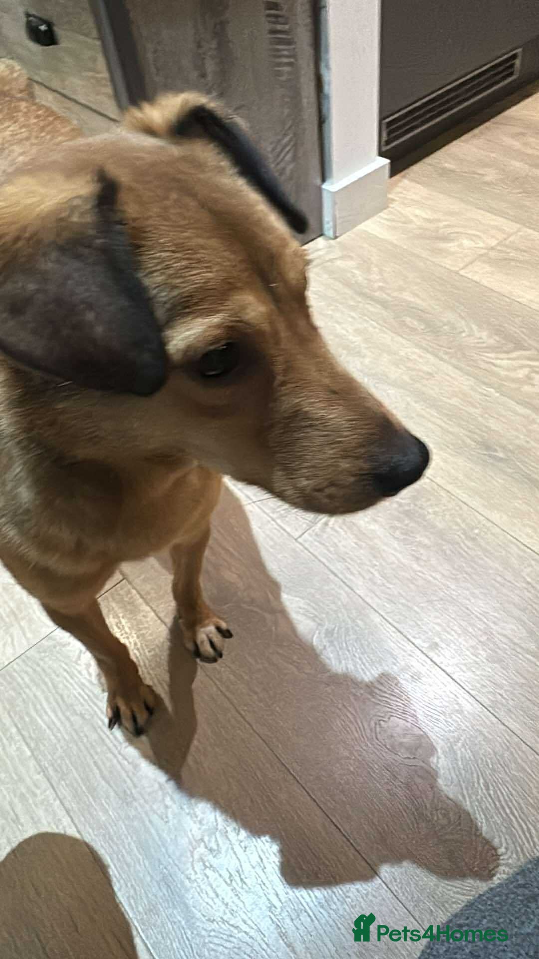 Mixed Breed dogs for adoption: Fajitas for adoption - Advert 4